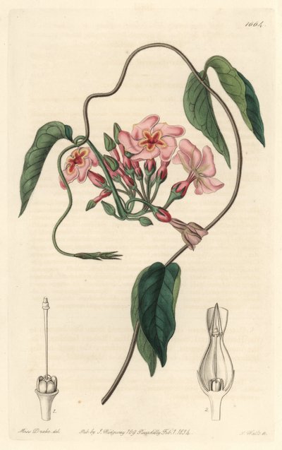 Stellar echite, hjemmehørende i Brasilien - Water forte af S. Watts fra en illustration af Sarah Anne Drake (1803-1857), fra det botaniske register af Sydenham Teast Edwards