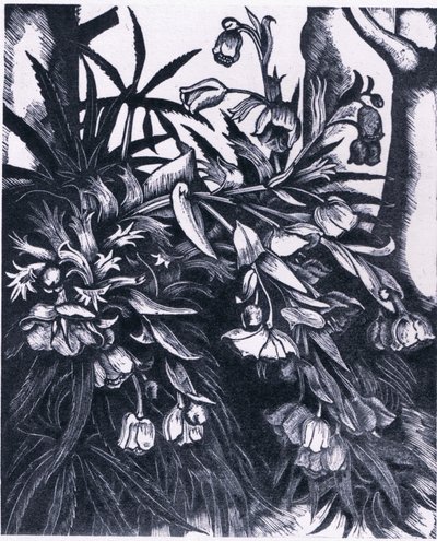 Stinking Hellebore, Nature in Britain udgivet af Collins af Sydenham Teast Edwards