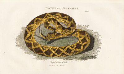 Stribet klapperslange af Sydenham Teast Edwards
