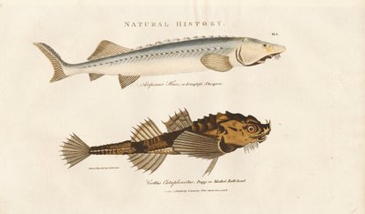 Sturgeon og Pogge af Sydenham Teast Edwards