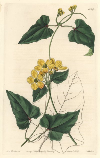 Stigmaphyllon, hjemmehørende i Sydamerika - Strong water af S. Watts fra en illustration af Sarah Anne Drake (1803-1857), fra det botaniske register af Sydenham Teast Edwards