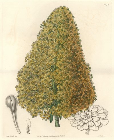 Sukkulent plante, blomst af Aenium, hjemmehørende på De Kanariske Øer - Strong water af S. Watts fra en illustration af Sarah Anne Drake (1803-1857), fra det botaniske register af Sydenham Teast Edwards