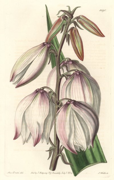 Superb Yucca - Water forte af S. Watts fra en illustration af Sarah Anne Drake (1803-1857), fra det botaniske register af Sydenham Teast Edwards