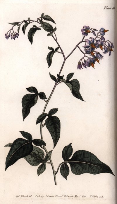Sød bitter eller bitter sød natskygge. Farvet kobberstik, illustration af Sydenham Edwards (1768-1819) til Conferences of Botanical, Botanical Garden of Lambeth (England) af Sydenham Teast Edwards