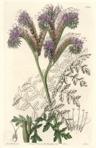Tansy leaf phacelia, hjemmehørende i Californien - Water forte af S. Watts fra en illustration af Sarah Anne Drake (1803-1857), fra det botaniske register af Sydenham Teast Edwards