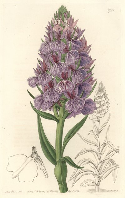 Terrestrisk orkidé, endemisk på øen Madeire - Water forte af S. Watts fra en illustration af Sarah Anne Drake (1803-1857), fra det botaniske register af Sydenham Teast Edwards