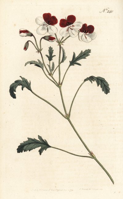 Trefarvet tranesæb, Pelargonium tricolor. Håndfarvet kobberstik af Sansom efter en illustration af Sydenham Edwards fra William Curtis