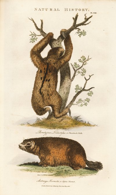 Tretåede dovendyr og alpine murmeldyr af Sydenham Teast Edwards