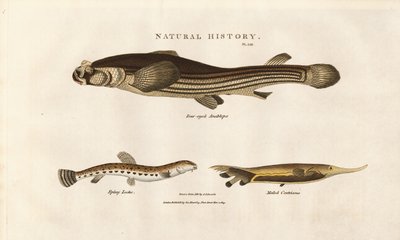 Tre usædvanlige fiskearter af Sydenham Teast Edwards