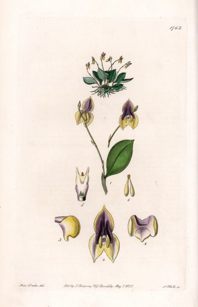 Three teeth Lepanthe - Plade graveret af S.Watts, fra en illustration af Sarah Anne Drake (1803-1857), fra Botanical Register of Sydenham Edwards (1768-1819), England af Sydenham Teast Edwards