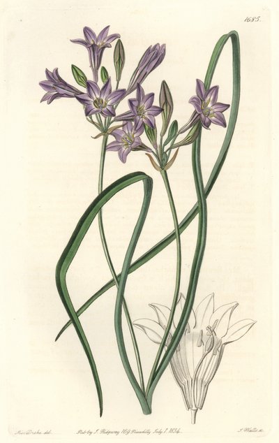 Triteleia ou brodiacea lache - Water forte af S. Watts fra en illustration af Sarah Anne Drake (1803-1857), fra det botaniske register af Sydenham Teast Edwards