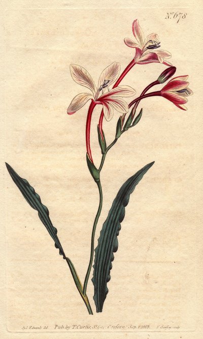 Tritonia har et krøllet blad og lyserøde, crimson og hvide blomster, hjemmehørende i Sydafrika. Krøllet tritonia med lyserøde, karminrøde og hvide blomster. En indfødt i Sydafrika. Tritonia crispa. Håndfarvet kobberstik fra en botanisk illustration b af Sydenham Teast Edwards