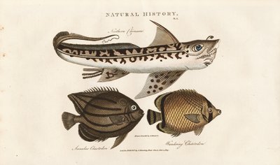 Tropiske fisk: Nordlig Remora og sommerfuglefisk af Sydenham Teast Edwards