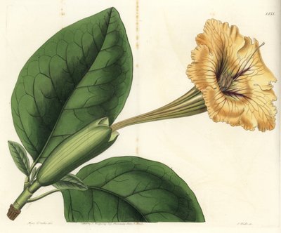 Trompetliana eller kop guld - Kalkvin eller plettet-blomstret solandra, Solandra guttata. Håndfarvet kobberstik af S. Watts efter en illustration af Miss Sarah Drake fra Sydenham Edwards