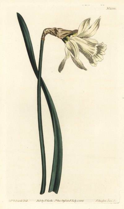Trompetnarcissus - Mindre hvid spansk påskelilje, Narcissus pseudonarcissus subsp. moschatus (Narcissus moschatus). Håndfarvet kobberstik af F. Sansom Jr. efter en illustration af Sydenham Edwards fra William Curtis
