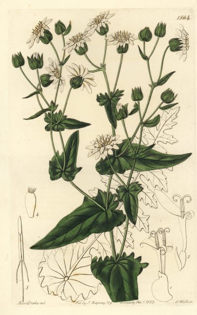 Roebladede moskus-sacry, Moscharia pinnatifida. Håndfarvet kobberstik af S. Watts efter en illustration af Miss Sarah Drake fra Sydenham Edwards