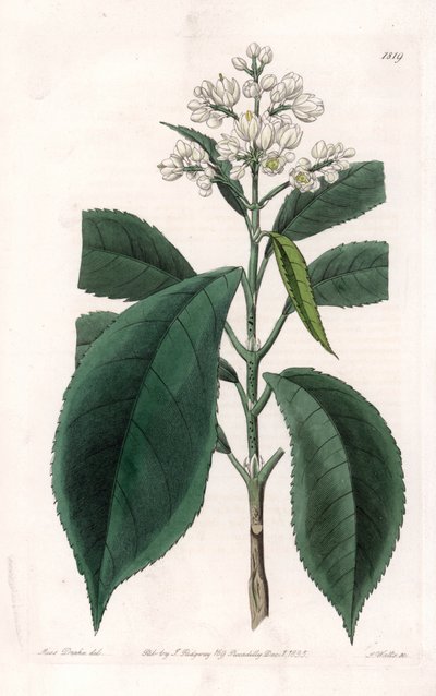 Turpinia Variete - Plade indgraveret af S.Watts, fra en illustration af Sarah Anne Drake (1803-1857), fra Botanical Register of Sydenham Edwards (1768-1819), England af Sydenham Teast Edwards