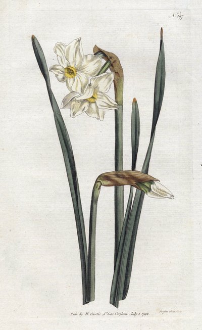 Toblomstret Narcissus - Litografi af Sydenham Edwards (1768-1819), tallerken fra William Curtis