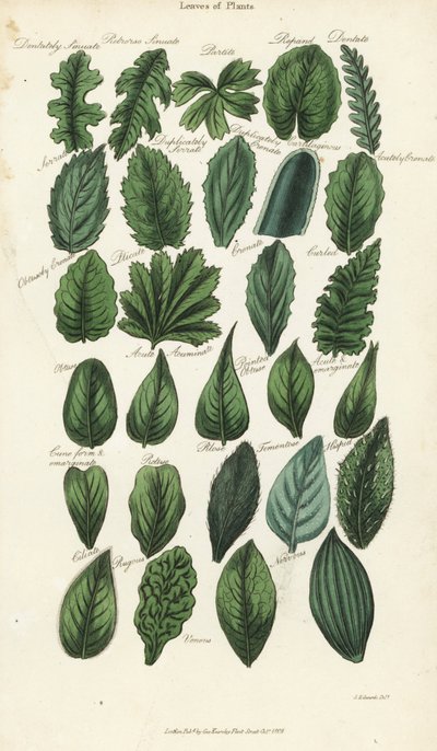 Typer af blade af planter. Håndfarvet kobberstik efter Sydenham Edwards fra John Mason Goods Pantologia, a New Encyclopedia, G. Kearsley, London af Sydenham Teast Edwards