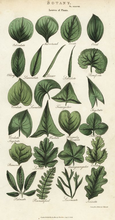 Typer af blade af planter. Håndfarvet kobberstik efter Sydenham Edwards fra John Mason Goods Pantologia, a New Encyclopedia, G. Kearsley, London af Sydenham Teast Edwards