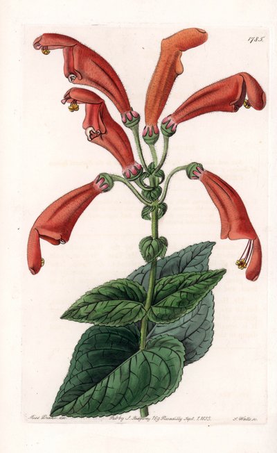 Variete de gesneria, en blomst i rør - Plade indgraveret af S.Watts, baseret på en illustration af Sarah Anne Drake (1803-1857), fra Botanical Register of Sydenham Edwards (1768-1819), England af Sydenham Teast Edwards