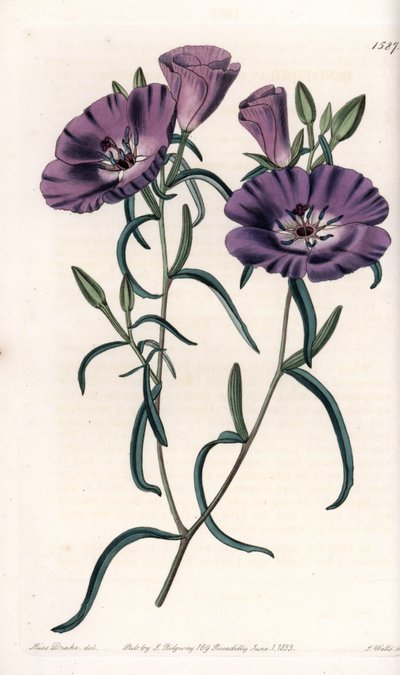Variete of Clarkia, indfødt i Sydamerika Graveret af S.Watts, fra en illustration af Sarah Anne Drake (1803-1857), fra Botanical Register of Sydenham Edwards (1768-1819), England af Sydenham Teast Edwards