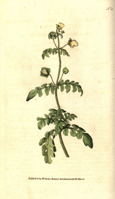 Variety af calceolar - Pinned tøffelurt, Calceolaria pinnata. Håndfarvet kobberstik efter en botanisk illustration af James Sowerby fra William Curtis