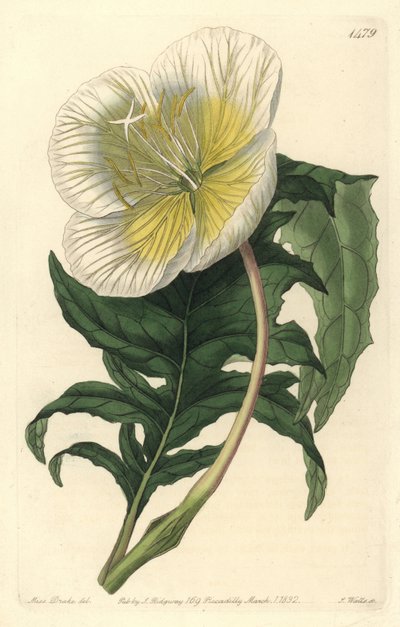 Varietet af oenothere eller græs med æsler eller natlys - Hvid opretstående natlys, Oenothera anisoloba. Håndfarvet kobberstik af S. Watts efter en illustration af Sarah Drake fra Sydenham Edwards