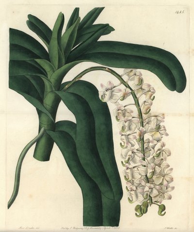 Sort af orkidé epidendrum, kendt som jamaicansk salve - Rævebørsteorkidé eller hornblomstret luftplante, Aerides cornutum. Håndfarvet kobberstik af S. Watts efter en illustration af Sarah Drake fra Sydenham Edwards
