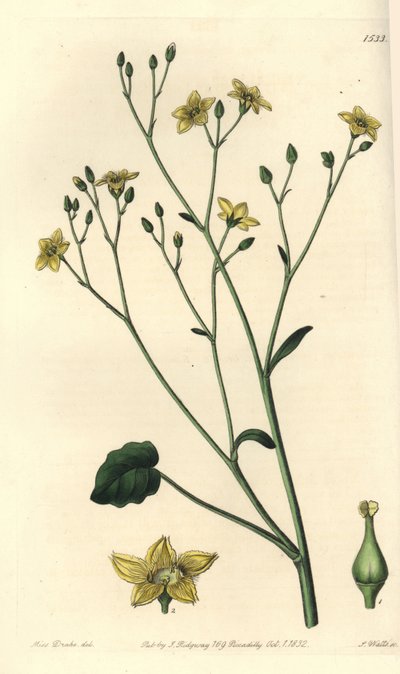 Variety af villarsia, endemisk til Australien - Ornduffia reniformis (Nyrebladede villarsia, Villarsia reniformis). Håndfarvet kobberstik af S. Watts efter en illustration af Miss Sarah Drake fra Sydenham Edwards