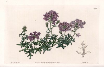 Verbena multifide - graveret af S. Watts, fra en illustration af Sarah Anne Drake (1803-1857), fra Botanical Register of Sydenham Edwards (1768-1819), England af Sydenham Teast Edwards
