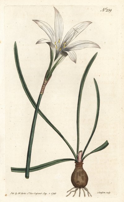 Virginia Amaryllis - Atamasco lilje, Zephyranthes atamasco (Amaryllis atamasco) - Håndfarvet kobberstik af Sansom efter en illustration af Sydenham Edwards fra William Curtis