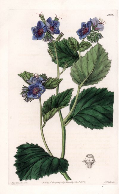 Viscous Phacelia - Plade graveret af S.Watts, fra en illustration af Sarah Anne Drake (1803-1857), fra Botanical Register of Sydenham Edwards (1768-1819), England af Sydenham Teast Edwards