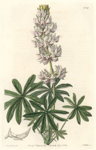 Hvidblomstret lupin (Lupinus microcarpus), hjemmehørende i Californien - S. Watts strong water fra en illustration af Sarah Anne Drake (1803-1857), fra Botanical Register af Sydenham Teast Edwards