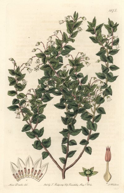 Hvidblomstret mucronee eller pernettya gaultherie - S. Watts stærkt vand fra en illustration af Sarah Anne Drake (1803-1857), fra det botaniske register af Sydenham Teast Edwards