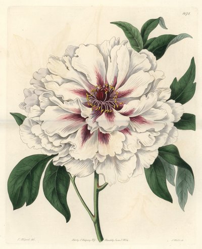 Hvid buskpæon - Stærkt vand af S. Watts fra en illustration af Thomas Allport (1804-1879), fra det botaniske register af Sydenham Teast Edwards