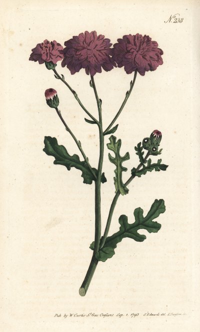 Vild cineraire - Lilla jordsel eller ragwort, Senecio elegans. Håndfarvet kobberstik af Sansom efter en illustration af Sydenham Edwards fra William Curtis