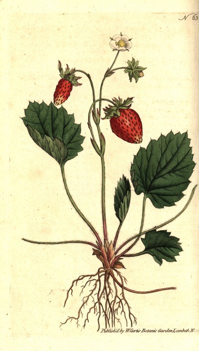 Vilde jordbær, Fragaria vesca (En-bladet jordbær eller jordbær fra Versailles, Fragaria monophylla). Håndfarvet kobberstik efter en botanisk illustration fra William Curtis