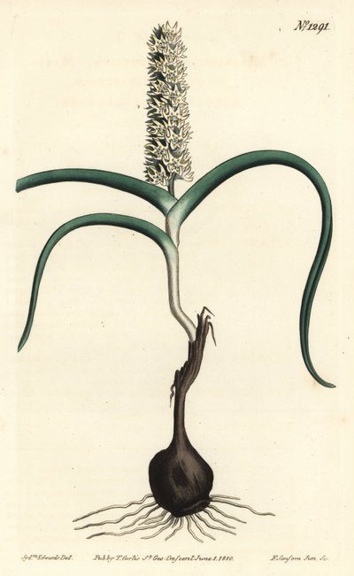 Wurmbea monopetala (mangeblomstret melanthium, Melanthium monopetalum). Håndfarvet kobberstik af F. Sansom Jr. efter en illustration af Sydenham Edwards fra William Curtis