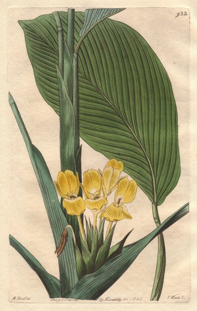 Gulblomstret calathea, hjemmehørende i Brasilien - S. Watts stærkt vand fra en illustration af M. Mart, fra det botaniske register af Sydenham Teast Edwards