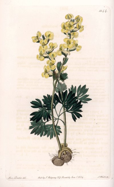 Yellow-flowered corydale variete - Graveret af S.Watts, efter en illustration af Sarah Anne Drake (1803-1857), fra Sydenham Edwards