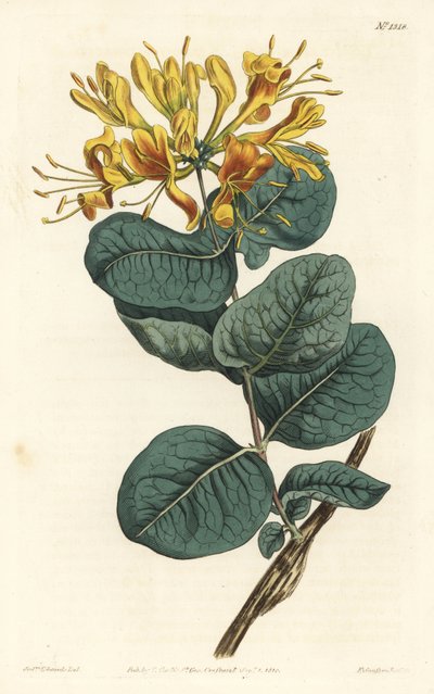 Gulblomstret træbine, Lonicera flava. Håndfarvet kobberstik af F. Sansom Jr. efter en illustration af Sydenham Edwards fra William Curtis
