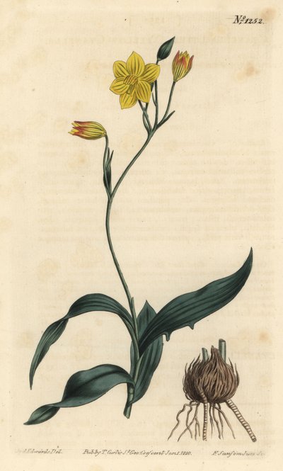Gul cyanella, Cyanella lutea. Håndfarvet kobberstik af F. Sansom Jr. efter en illustration af Sydenham Edwards fra William Curtis
