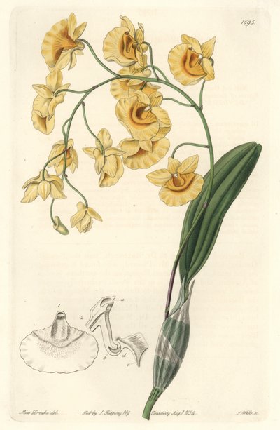 Gul dendrobium orkidé, hjemmehørende i Indien - Stærkt vand af S. Watts fra en illustration af Sarah Anne Drake (1803-1857), fra det botaniske register af Sydenham Teast Edwards