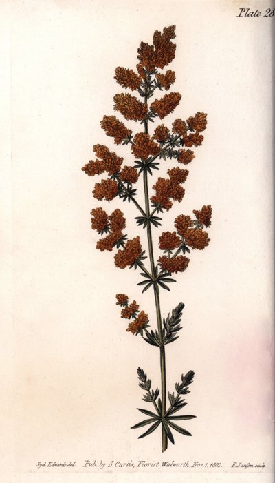 Gul gaillet eller gul mælkevagtel. Farvet kobberstik, illustration af Sydenham Edwards (1768-1819) til Conferences of Botanical, Botanical Garden of Lambeth (England) af Sydenham Teast Edwards