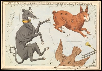 Canis Major. Lepus, Columba Noachi  Cela Sculptoris, ca. 1825 (kort, papir, silkepapir) af Sydney Hall