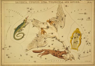 Firben, svane, lyra, ræv og gås, illustration fra 