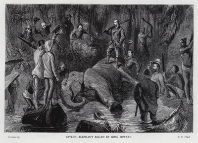 Elefant dræbt af kong Edward VII (litho) af Sydney Prior (after) Hall