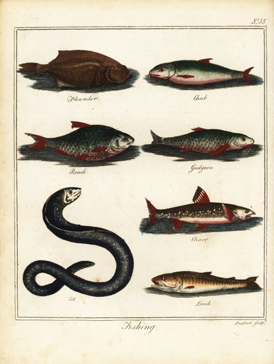 Fiskeri: skrubber, chub, roach, dampe, fjeldørred, ål, loach. 1792 (gravering) af T. Prattent