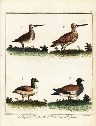 Fuglevildt: Snipe, skovsneppe, vildand og pike. 1792 (gravering) af T. Prattent